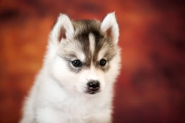 Schattig Siberisch Husky Puppy Studio — Stockfoto