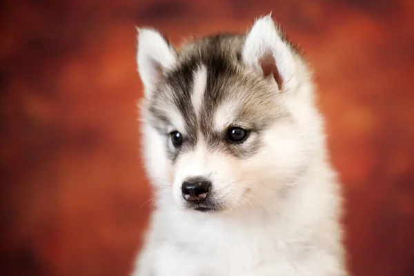 Χαριτωμένο Siberian Husky Κουτάβι Στο Στούντιο — Φωτογραφία Αρχείου