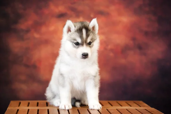 かわいいですシベリアハスキー子犬でスタジオ — ストック写真