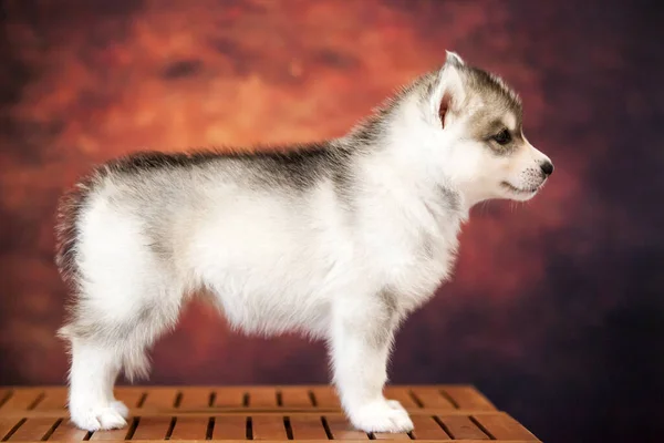 Lindo Siberiano Husky Cachorro Estudio — Foto de Stock