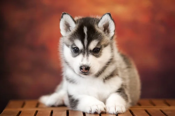 Χαριτωμένο Siberian Husky Κουτάβι Στο Στούντιο — Φωτογραφία Αρχείου