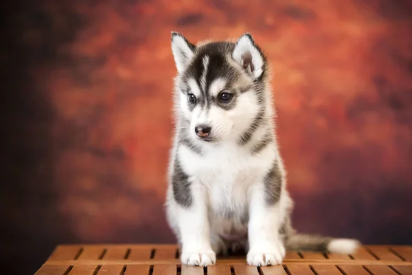 Cute Siberian Husky Puppy Studio — 图库照片