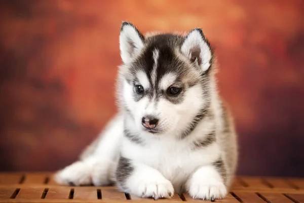 Χαριτωμένο Siberian Husky Κουτάβι Στο Στούντιο — Φωτογραφία Αρχείου