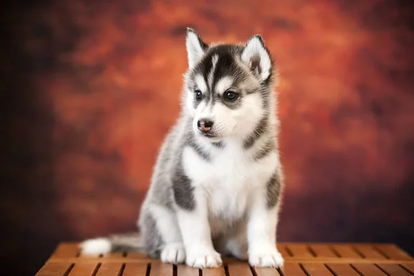 Roztomilý Siberian Husky Puppy Studiu — Stock fotografie