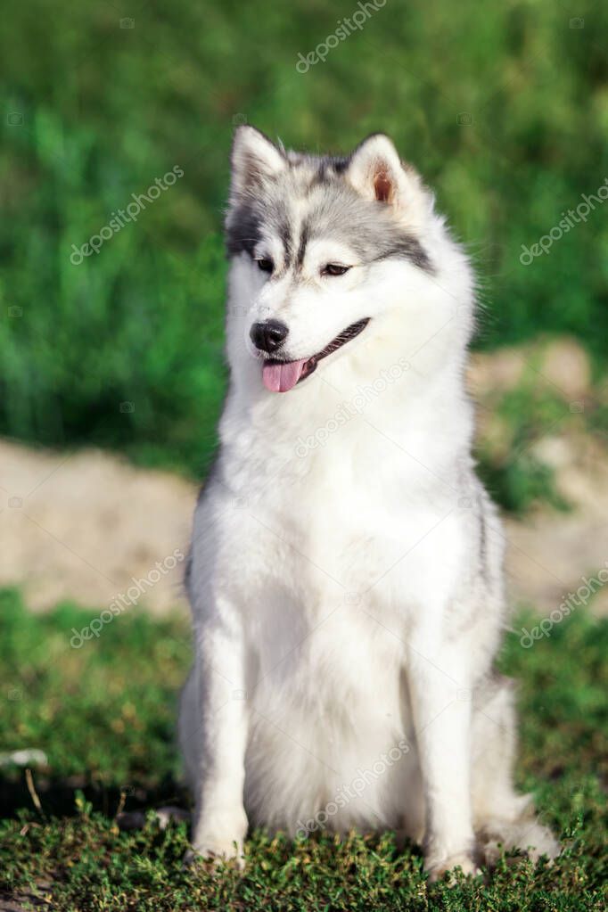 adorable siberian husky dog outdoors