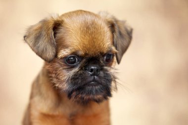 Genç Brüksel Griffon köpeği stüdyoda.