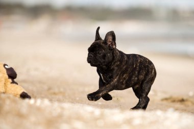 Tatlı Fransız Bulldog açık havada