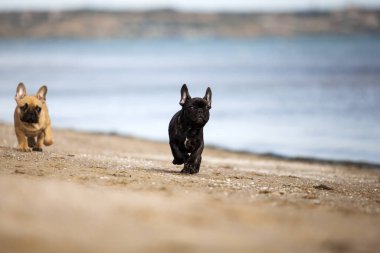 Denizdeki sevimli Fransız buldoğu.