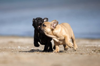 Yavrular Fransız Bulldog 'u denizde