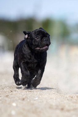 Tatlı Fransız Bulldog açık havada