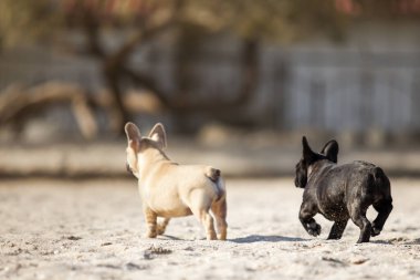 Yavrular Fransız Bulldog 'u denizde