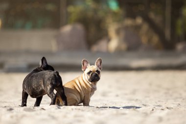 Yavrular Fransız Bulldog 'u denizde