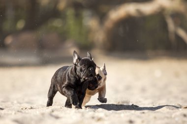 Yavrular Fransız Bulldog 'u denizde
