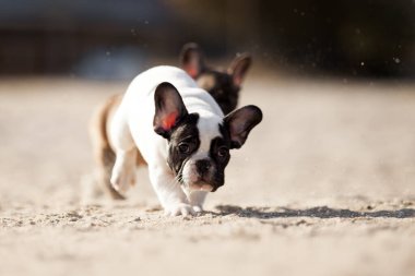 Tatlı Fransız Bulldog açık havada