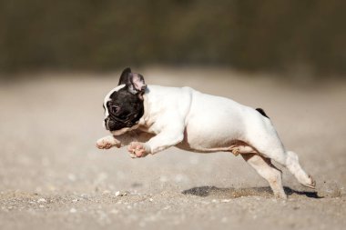 Tatlı Fransız Bulldog açık havada