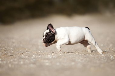 Tatlı Fransız Bulldog açık havada