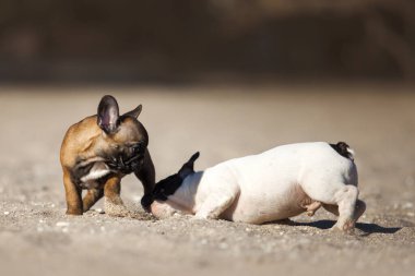 Yavrular Fransız Bulldog 'u denizde