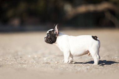 Tatlı Fransız Bulldog açık havada