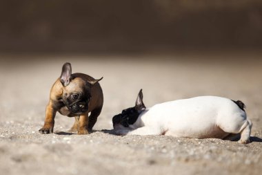 Yavrular Fransız Bulldog 'u denizde
