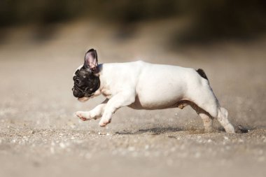 Tatlı Fransız Bulldog açık havada