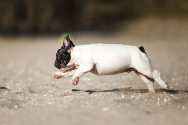 Denizdeki sevimli Fransız buldoğu.