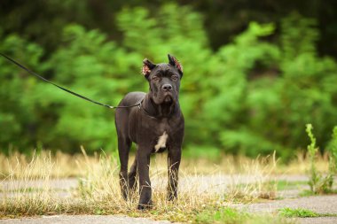 İtalyan Cane Corso köpeği açık havada