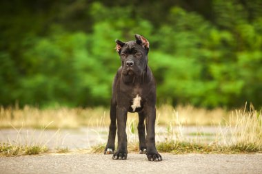 İtalyan Cane Corso köpeği açık havada