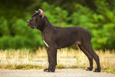 İtalyan Cane Corso köpeği açık havada