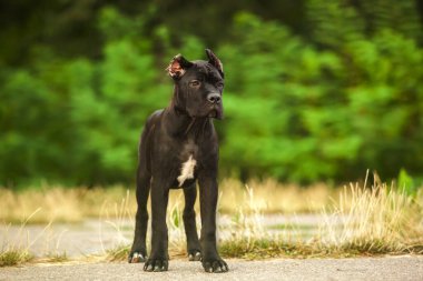 İtalyan Cane Corso köpeği açık havada