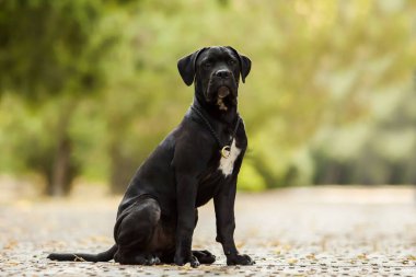 Cane korso bekçi köpeği.