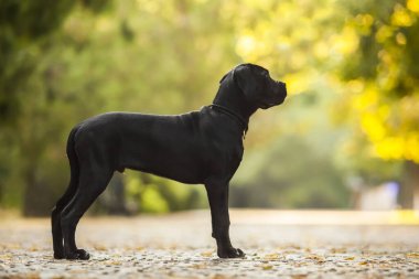 Cane korso bekçi köpeği.