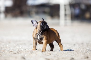 Deniz kıyısındaki sevimli Fransız köpeği.