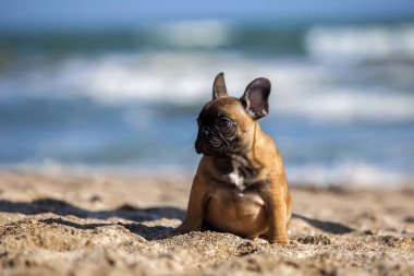 Deniz kıyısındaki sevimli Fransız köpeği.
