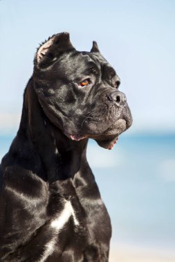 İtalyan Cane Corso köpeği açık havada