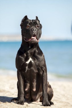 İtalyan Cane Corso köpeği açık havada