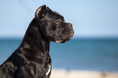 İtalyan Cane Corso köpeği açık havada