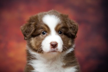 Küçük şirin Avustralya çoban köpeği.