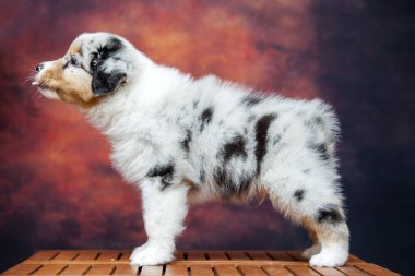 Küçük şirin Avustralya çoban köpeği.