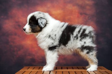 Küçük şirin Avustralya çoban köpeği.