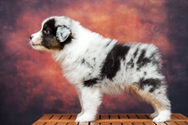 Küçük şirin Avustralya çoban köpeği.