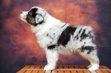 Küçük şirin Avustralya çoban köpeği.