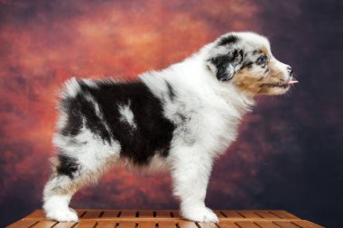 Küçük şirin Avustralya çoban köpeği.