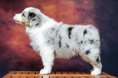 Küçük şirin Avustralya çoban köpeği.