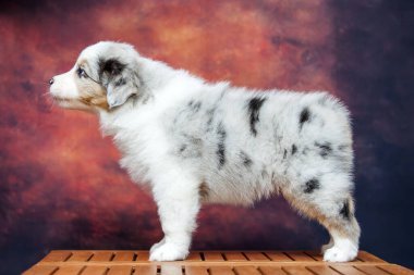 Küçük şirin Avustralya çoban köpeği.