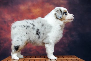 Küçük şirin Avustralya çoban köpeği.