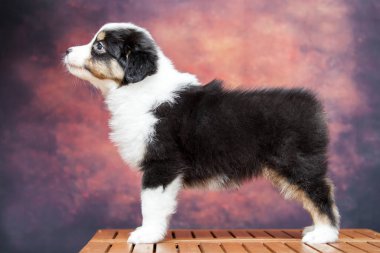 Küçük şirin Avustralya çoban köpeği.