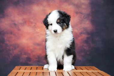 Küçük şirin Avustralya çoban köpeği.