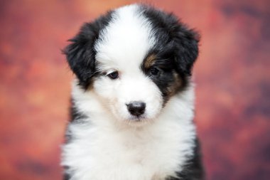 Küçük şirin Avustralya çoban köpeği.