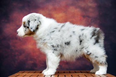 Küçük şirin Avustralya çoban köpeği.