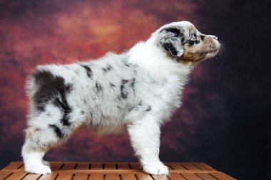 Küçük şirin Avustralya çoban köpeği.